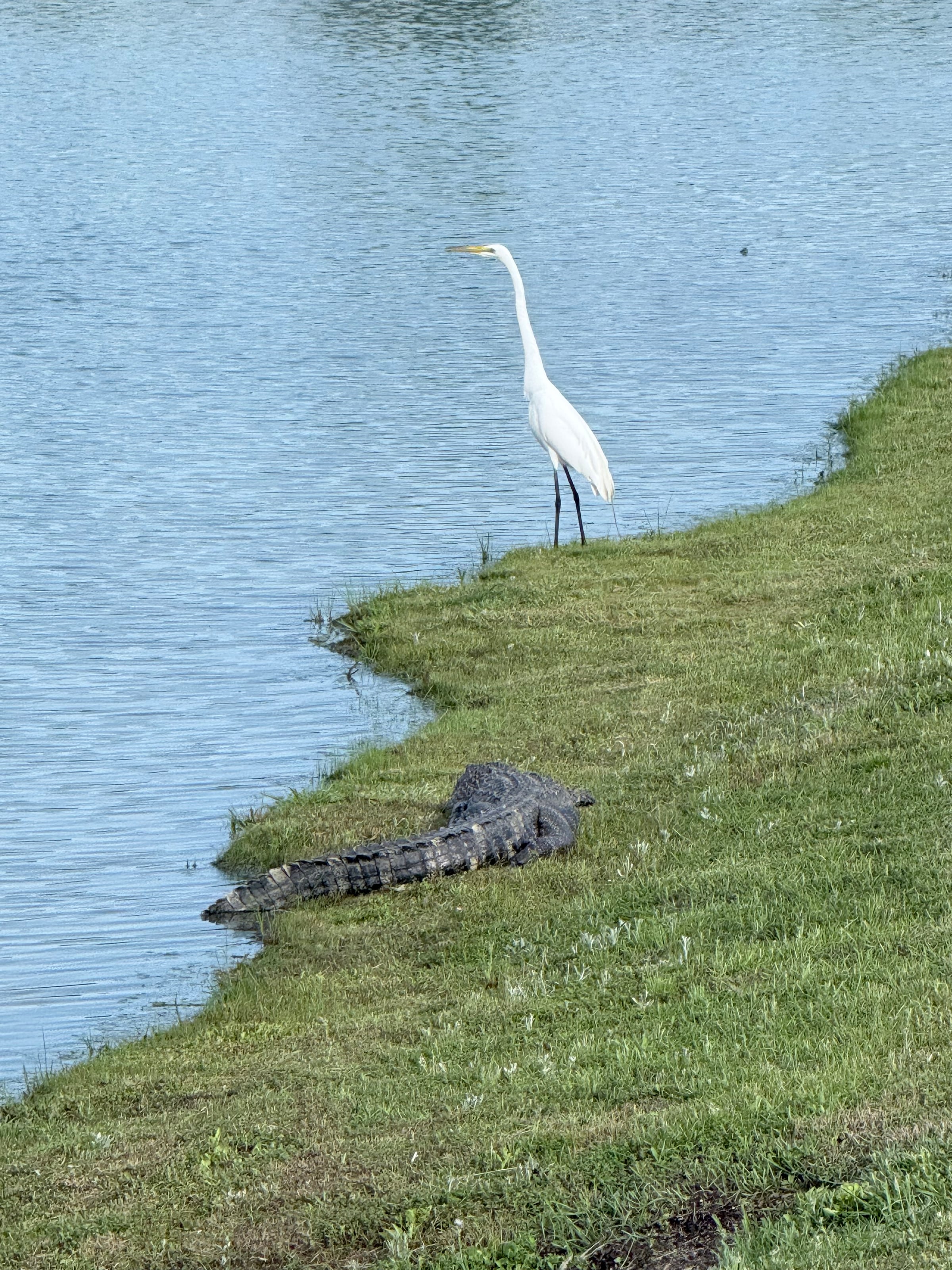 Alligator & Egret