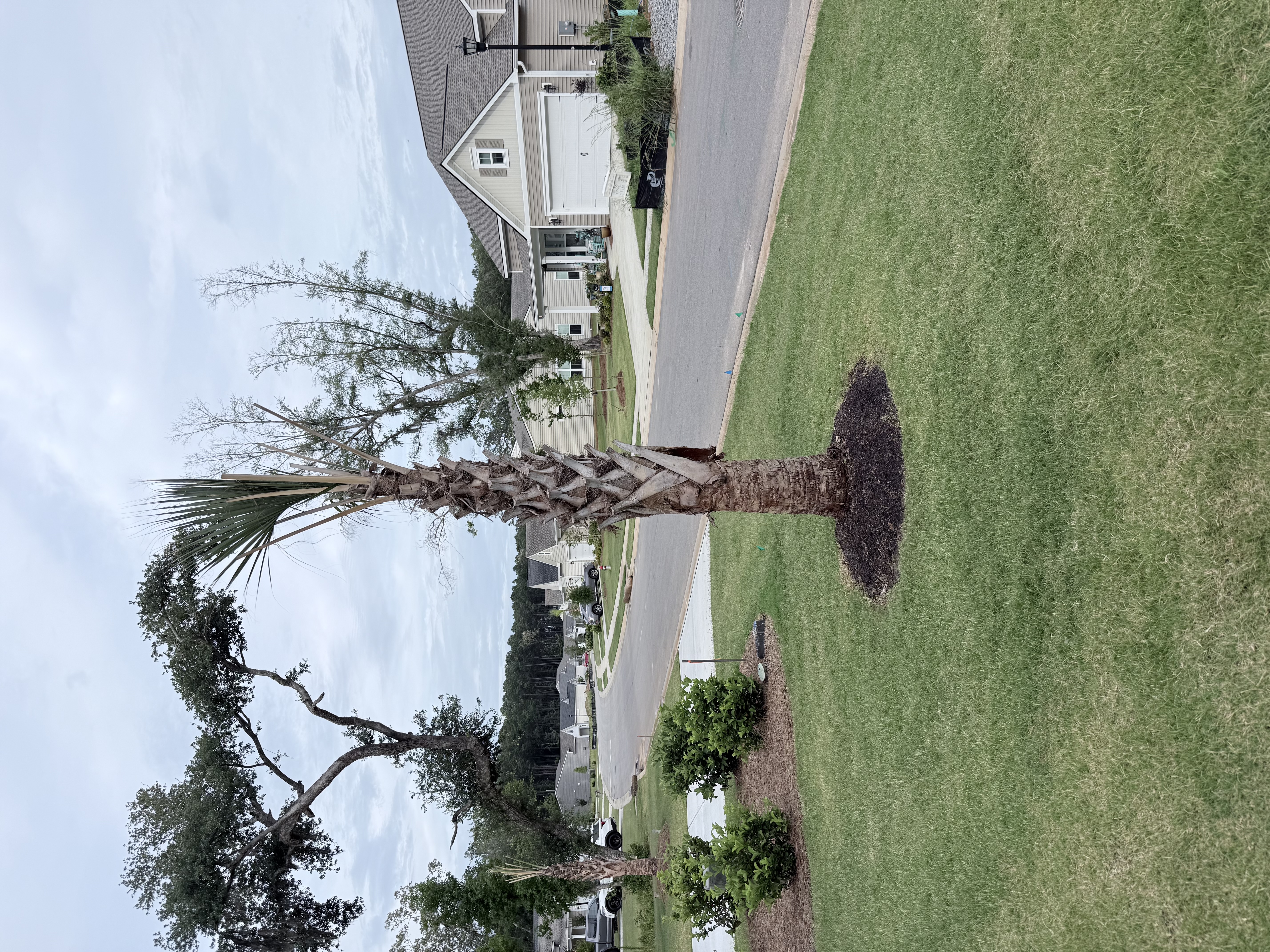 My Tree Today