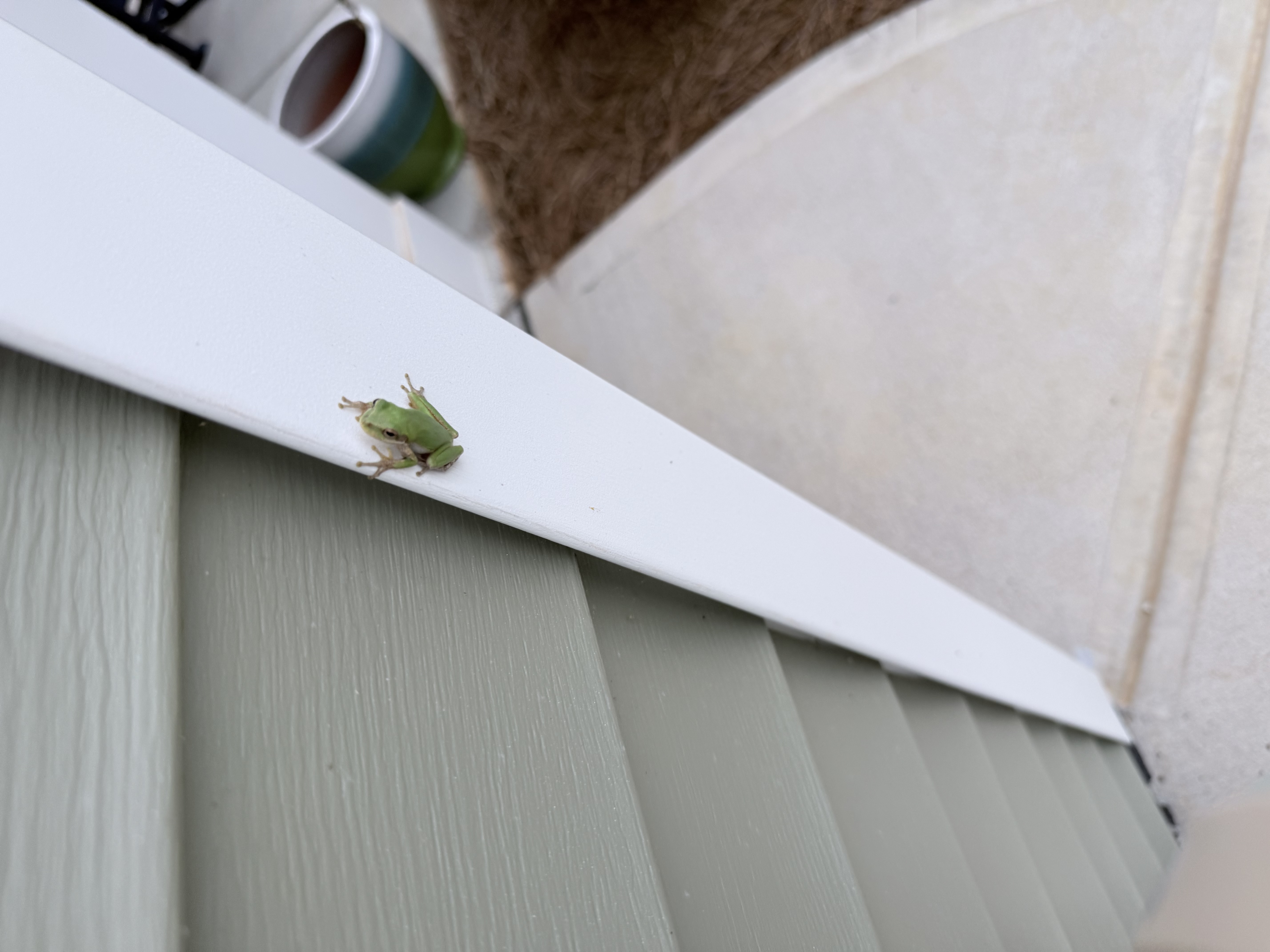 Stupid Frog