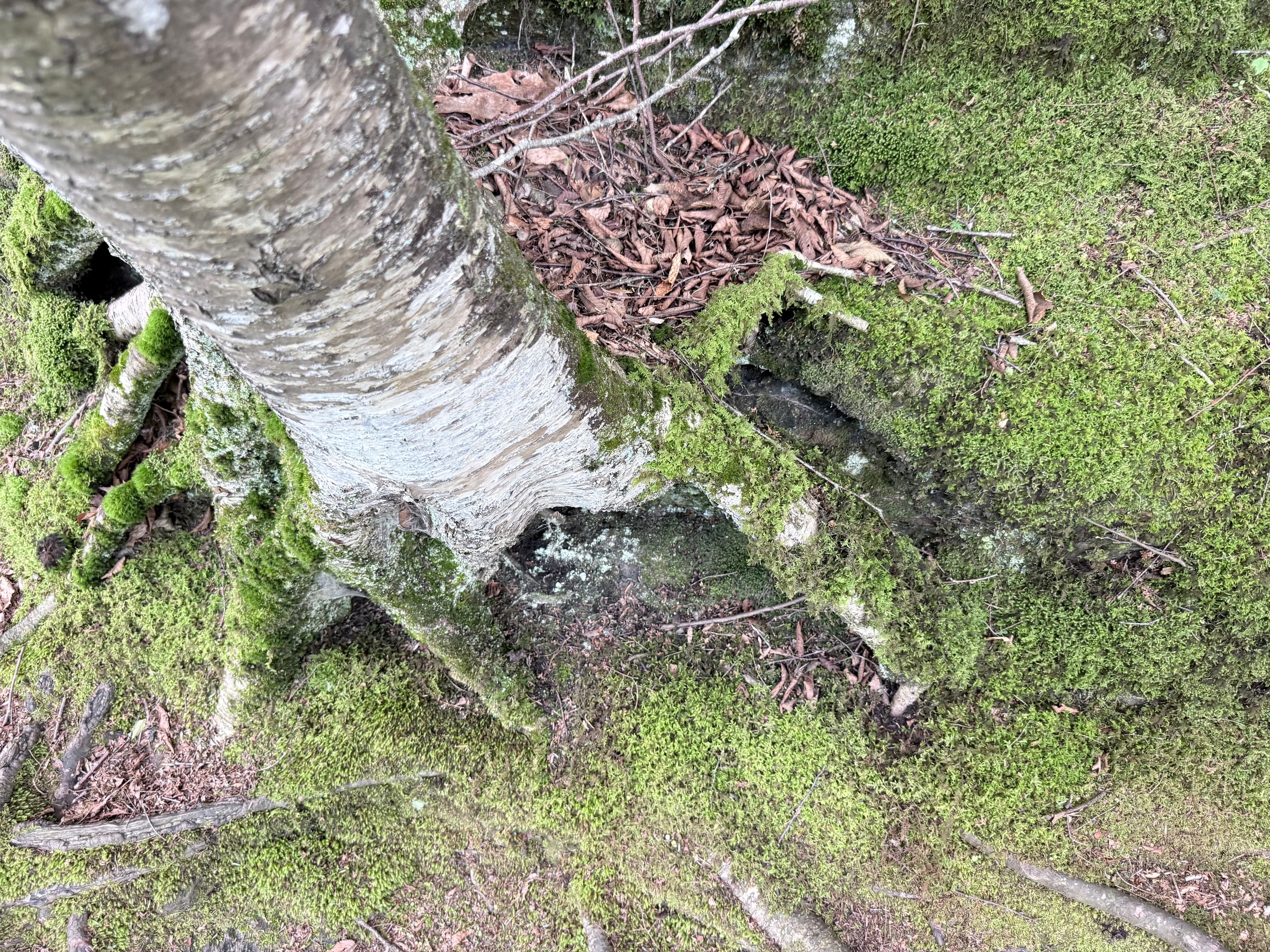IMG_6266.jpeg